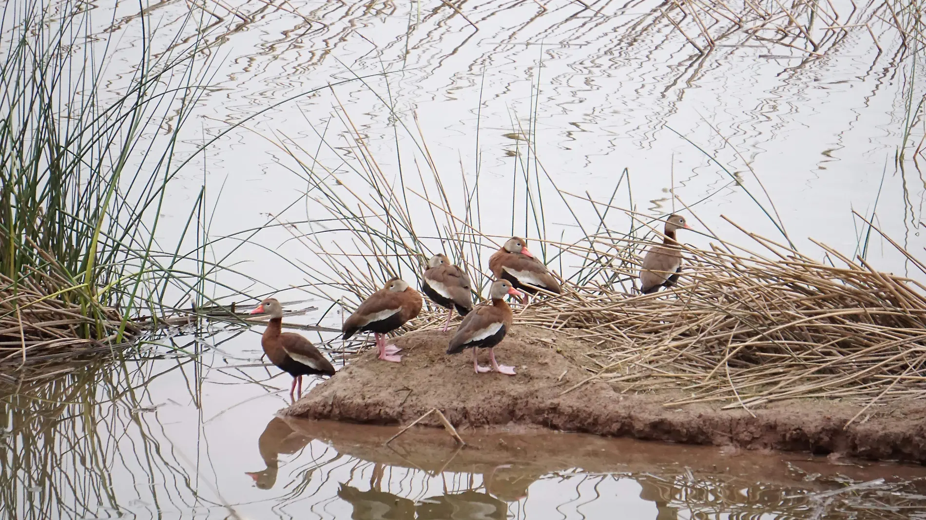 Aves migratorias